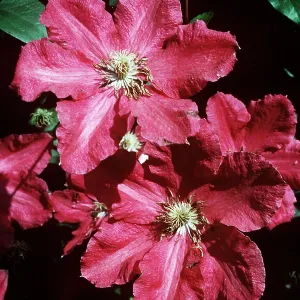 CLEMATIS Ernest Markham - close-up CLEMATIS Ernest Markham - close-up