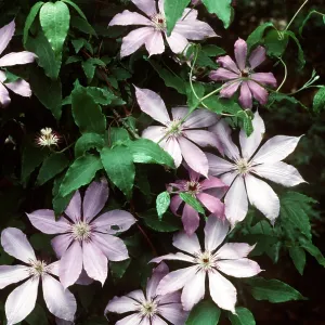 CLEMATIS PATENS CLEMATIS PATENS