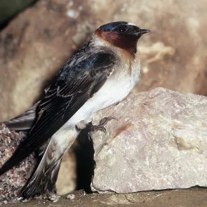 CLIFF SWALLOW CLIFF SWALLOW