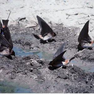 CLIFF SWALLOWS - feeding at puddle CLIFF SWALLOWS - feeding at puddle
