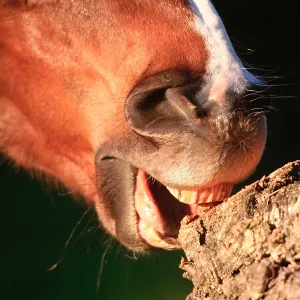 Close up of a horse wind sucking
