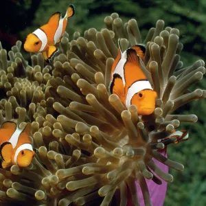 Clown Fish - three in an anemone Clown Fish - three in an anemone