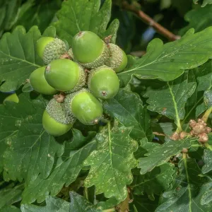 Cluster of acorns of Sessile oak, Quercus petrae Cluster of acorns of Sessile oak, Quercus petrae