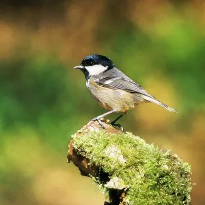 Coal Tit - on moss covered stump Coal Tit - on moss covered stump