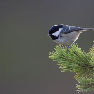 Coal Tit - perched in pine tree - Winter Coal Tit - perched in pine tree - Winter