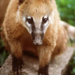 COATIMUNDI / COATI - close-up COATIMUNDI / COATI - close-up
