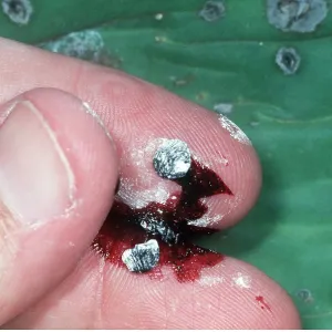 Cochineal insect - crushed to show dye Cochineal insect - crushed to show dye