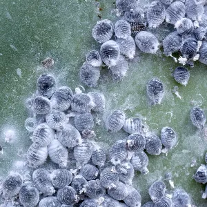 COCHINEAL INSECTS - On opuntia coccus cacti COCHINEAL INSECTS - On opuntia coccus cacti