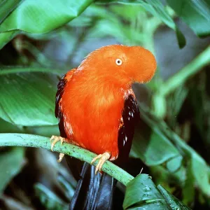 COCK-OF-THE-ROCK - on branch COCK-OF-THE-ROCK - on branch