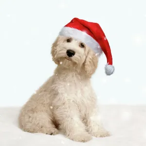 Cockerpoo Dog Cockerpoo Dog