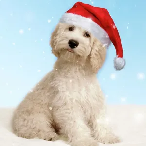 Cockerpoo Dog Cockerpoo Dog