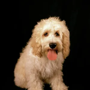 Cockerpoo Dog - cross between a Cocker Spaniel & a Poodle Cockerpoo Dog - cross between a Cocker Spaniel & a Poodle