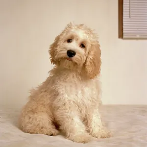 Cockerpoo Dog - crossbreed between a Cocker Spaniel Cockerpoo Dog - crossbreed between a Cocker Spaniel