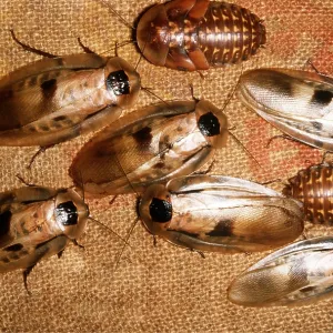 COCKROACHES COCKROACHES