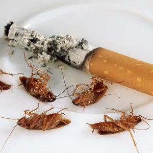 COCKROACHES - dead and cigarette stub COCKROACHES - dead and cigarette stub