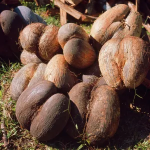 Coco De Mer Coco De Mer
