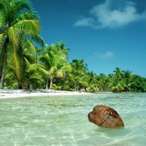 Coconut - floating ashore on to tropical island Coconut - floating ashore on to tropical island