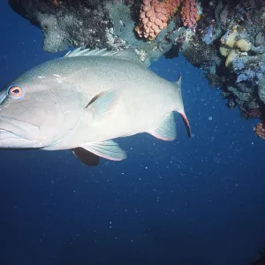 COD - By coral COD - By coral