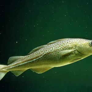 COD COD