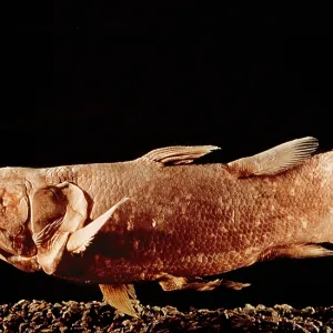 COELACANTH FISH - specimen, side view COELACANTH FISH - specimen, side view