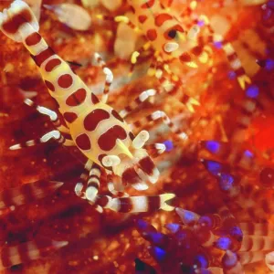 ColemanIs Shrimp - pair in a Fire Urchin ColemanIs Shrimp - pair in a Fire Urchin