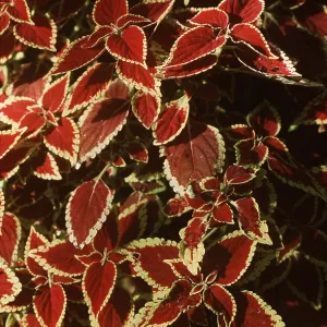 COLEUS BRILLIANT COLEUS BRILLIANT