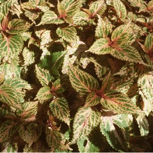 COLEUS GOLDIE COLEUS GOLDIE