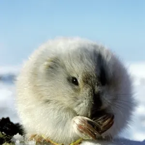 Collared Lemming - adult in winter fur (large winter Collared Lemming - adult in winter fur (large winter