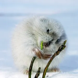 Collared Lemming - adult in winter fur (large winter Collared Lemming - adult in winter fur (large winter
