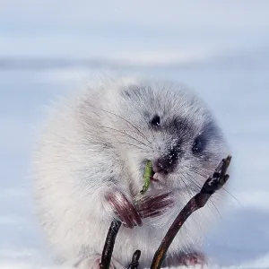 Collared LEMMING - eating new shoot. Feeding on Collared LEMMING - eating new shoot. Feeding on