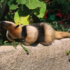 Collared / Lesser / Southern TAMANDUA / ANTEATER Collared / Lesser / Southern TAMANDUA / ANTEATER