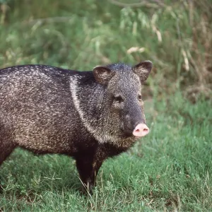 Collared PECCARY - known as a Javelina in Texas Collared PECCARY - known as a Javelina in Texas