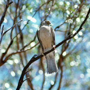 Collared SPARROWHAWK Collared SPARROWHAWK