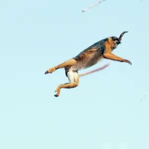 Colobus Monkey - leaping in mid-air Colobus Monkey - leaping in mid-air