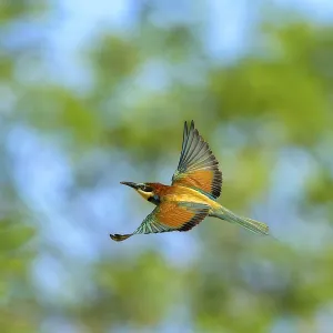 A colourful bee-eater (Merops apiaster) flies against the blue sky A colourful bee-eater (Merops apiaster) flies against the blue sky