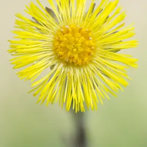 Coltsfoot (tussilago farfara) flowering, The Ne Coltsfoot (tussilago farfara) flowering, The Ne