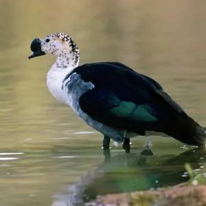 Comb Duck / Knob-billed Goose - male Comb Duck / Knob-billed Goose - male
