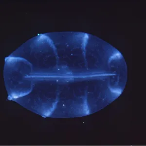 Comb JELLYFISH / Sea Gooseberry Comb JELLYFISH / Sea Gooseberry