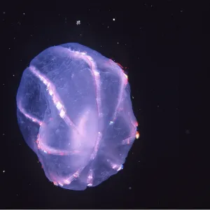 Comb JELLYFISH / Sea Gooseberry Comb JELLYFISH / Sea Gooseberry