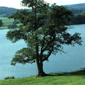 COMMON ALDER - in summer