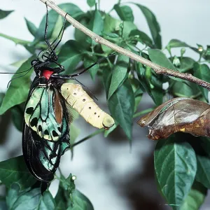 Common Birdwing Butterfly Common Birdwing Butterfly