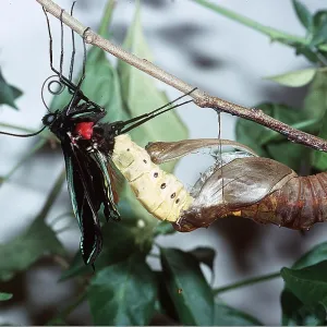 Common Birdwing Butterfly - Emergence, 2nd of series Common Birdwing Butterfly - Emergence, 2nd of series