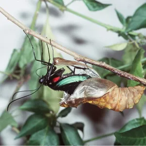 Common Birdwing Butterfly - emergence Common Birdwing Butterfly - emergence