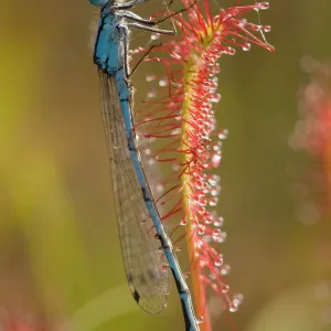 Common blue damselfly / Common Bluet - caught on Common blue damselfly / Common Bluet - caught on