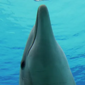 Common Bottlenose Dolphin - with air bubble ring Common Bottlenose Dolphin - with air bubble ring