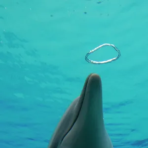 Common Bottlenose Dolphin - with air bubble rings Common Bottlenose Dolphin - with air bubble rings