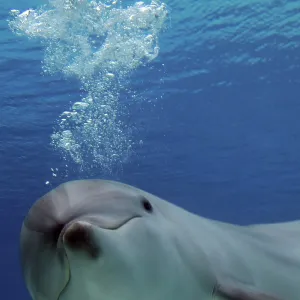 Common Bottlenose Dolphin - with air bubbles Common Bottlenose Dolphin - with air bubbles