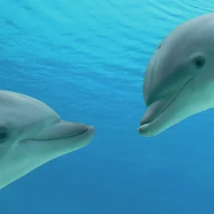Common Bottlenose Dolphin - two facing each other Common Bottlenose Dolphin - two facing each other
