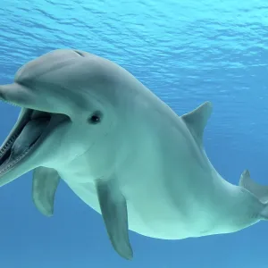 Common Bottlenose Dolphin - with mouth open Common Bottlenose Dolphin - with mouth open