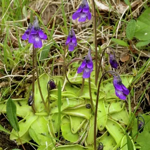 Common butterwort in flower, with insects on leaves Common butterwort in flower, with insects on leaves